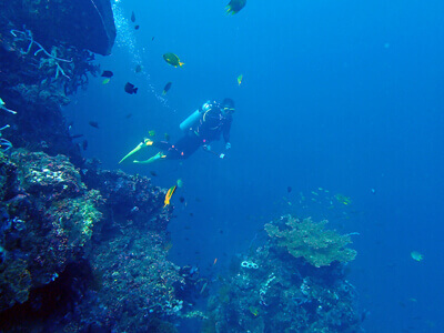 サンゴ礁とお魚たくさんの海を楽しむダイバー
