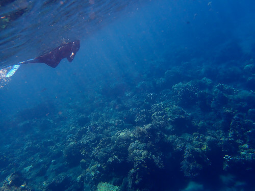サンゴ礁の上を泳ぐシュノーケラー