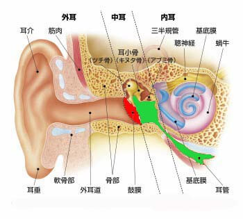 耳の解剖図イラスト