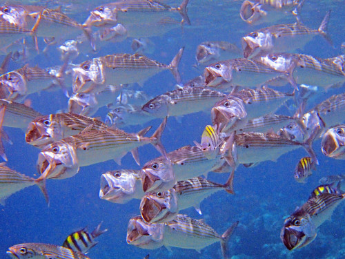 バリ島ダイビングで出逢えるグルクマの群れ