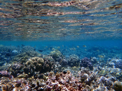 浅瀬のリーフのサンゴ礁