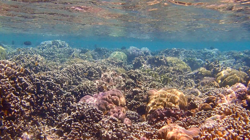 浅瀬の綺麗なサンゴ礁