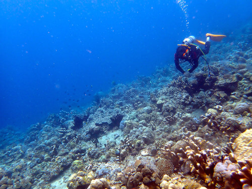 サンゴ礁の上を泳ぐダイバー
