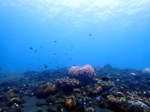 スリバチカイメンとサンゴ礁
