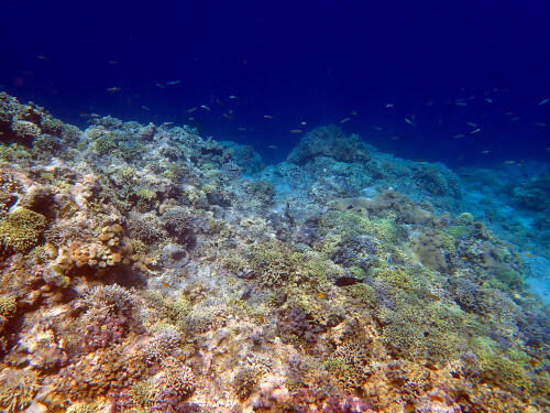 青い海とサンゴ礁