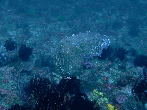 バリ島ダイビングで観られる大きなコブシメ