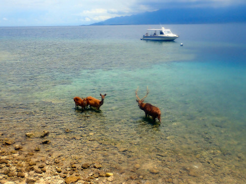バリ島ムンジャンガンの海には行ってる2頭の鹿