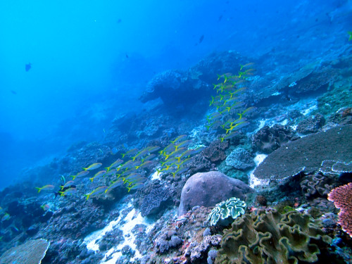 斜めに撮ったサンゴ礁