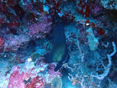 バリ島ダイビングで観られるアカククリの若魚