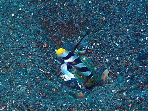 バリ島ダイビングで観られるヒレナガネジリンボウとハゼとテッポウエビの共生