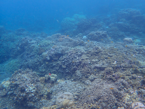 バリ島シュノーケリングで観られるサンゴ礁１