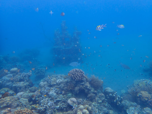 バリ島シュノーケリングで観られるサンゴ礁４