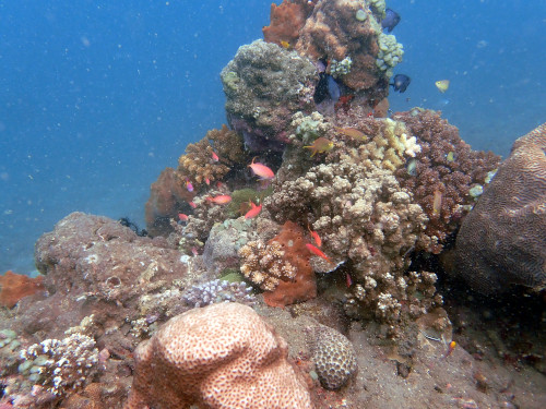 バリ島ダイビングで観られるサンゴ礁
