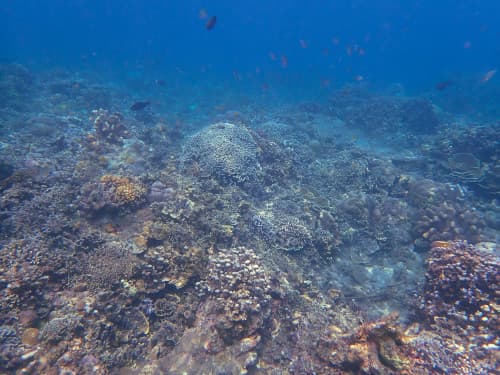 バリ島のサンゴ礁
