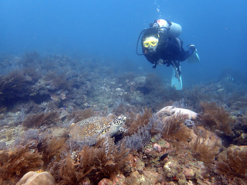 バリ島アメッドをダイビングでウミガメと遭遇するゲスト