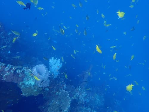 バリ島トランベンの体験ダイビングで観られる沈船とお魚達