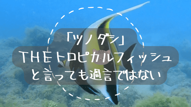 バリ島,ダイビング,シュノーケリング,ツノダシ