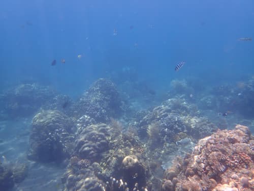 バリ島シュノーケリングで観られるサンゴ礁