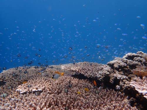 バリ島シュノーケリングで観られるテーブルサンゴに群れるデバスズメダイ