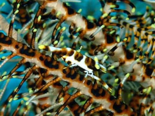バリ島ダイビングで観られるウミシダに共生するウミシダカクレエビ