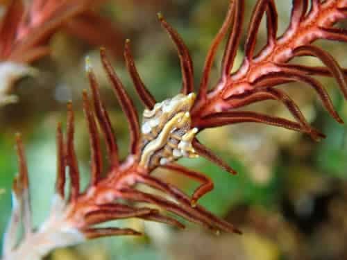 バリ島ダイビングで観られるウミシダと共生するスイクチムシ