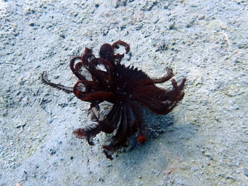 バリ島ダイビングで観られる触手を少し広げた黒いウミシダ