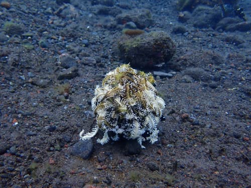 バリ島ダイビングで観られる触手を閉じた白いウミシダ