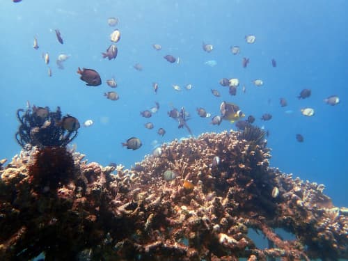 バリ島パダンバイの漁礁とサンゴ