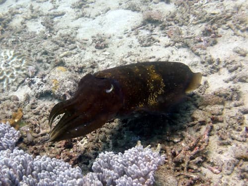 バリ島ダイビングで観られるコブシメ