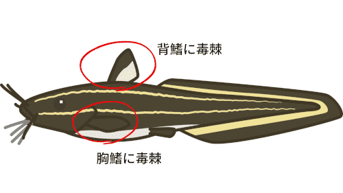 バリ島ダイビングで出逢えるゴンズイの毒針がある箇所を示したイラスト