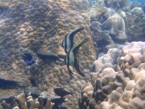 バリ島シュノーケリングで観られるツバメウオの幼魚