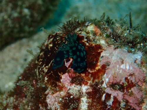 バリ島ダイビングで観られるトサカリュウグウウミウシ