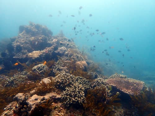 バリ島パダンバイのサンゴ礁