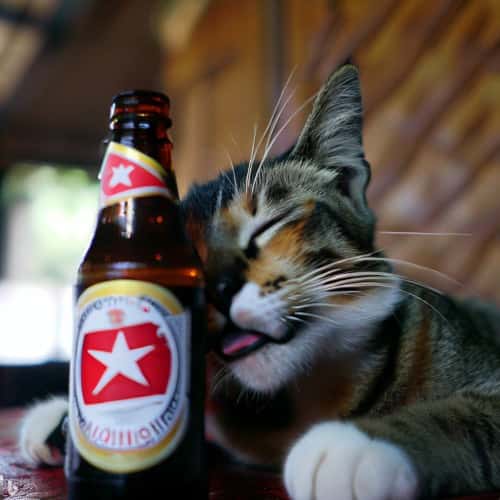 画像生成AIのビンタンビールにべろべろの猫