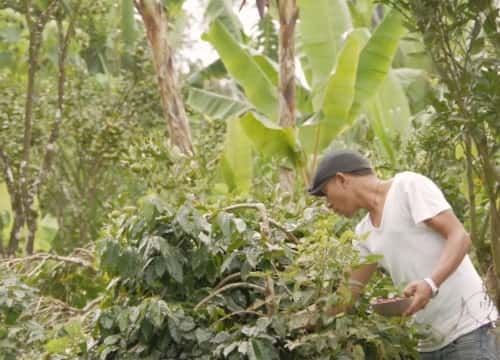 コーヒー農園で豆を摘むマスター