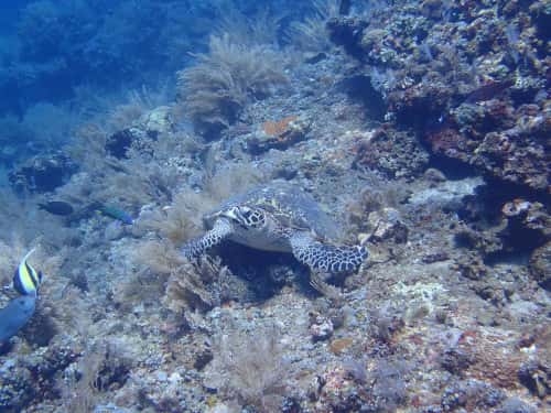 バリ島ダイビングで観られる海景とウミガメ