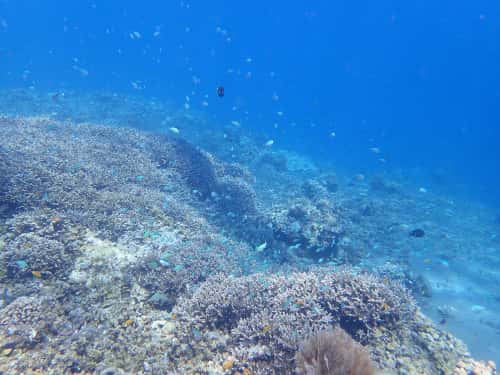 バリ島パダンバイシュノーケリングのサンゴ礁