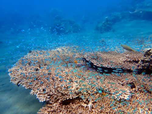 バリ島ダイビングで観られるテーブルサンゴの上に群れるデバスズメダイ