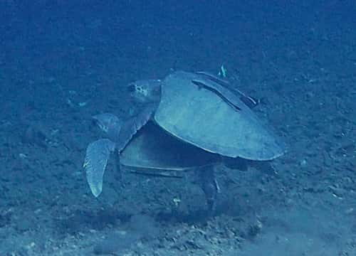 バリ島ダイビングで観られるウミガメの交尾