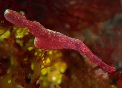 バリ島ダイビングで観られるSolenostomus halimeda Halimeda ghost pipefishの赤色