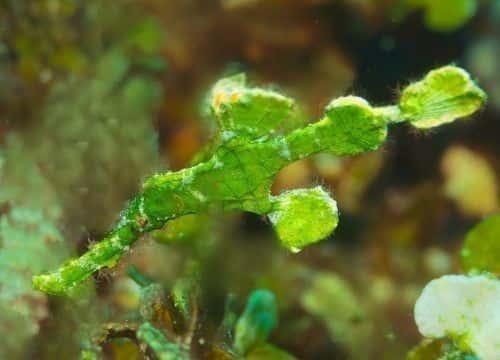 バリ島ダイビングで観られるSolenostomus halimeda Halimeda ghost pipefishの緑色
