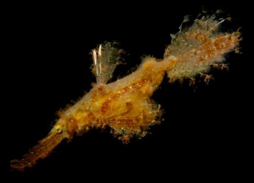 バリ島ダイビングで観られるSolenostomus paegnius Rough snout ghost pipefish