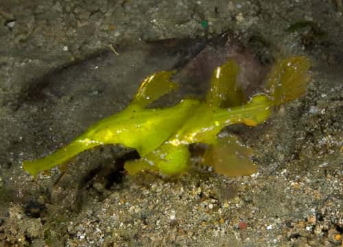 バリ島ダイビングで観られるLong-tailed ghost pipefish