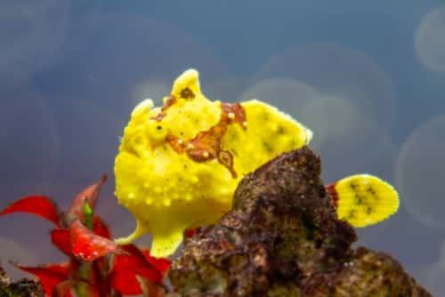 バリ島ダイビングで観られるクマドリカエルアンコウ赤黄色