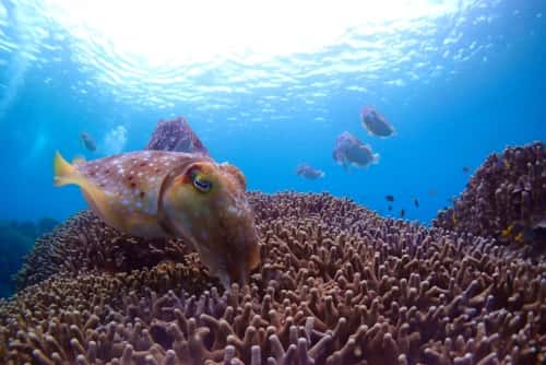 バリ島ダイビングで観られるコブシメの産卵