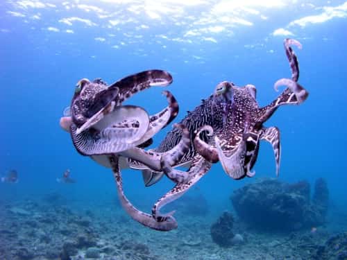 バリ島ダイビングで観られるコブシメがメスを取り合う