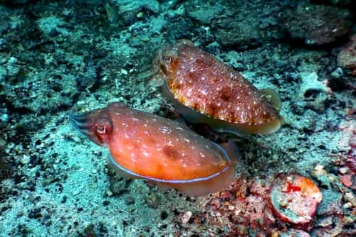 バリ島ダイビングで観られるコブシメが警戒している時の体色