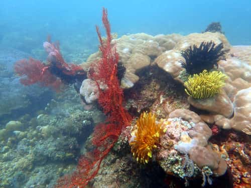 バリ島ダイビングで観られるイソバナやウミシダ