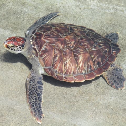 バリ島ダイビングで観られるアカウミガメ