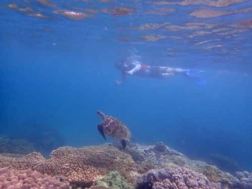 バリ島パダンバイシュノーケリングでウミガメと遭遇１